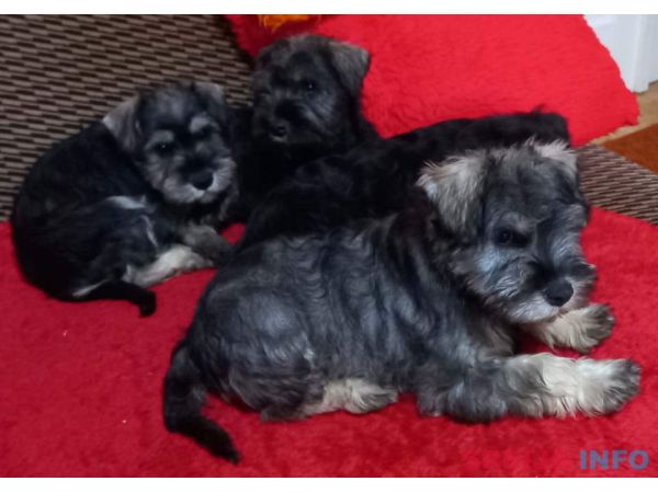 &Scaron;tenci patuljastog &scaron;naucera 