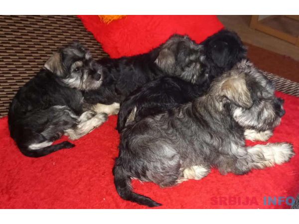 &Scaron;tenci patuljastog &scaron;naucera 