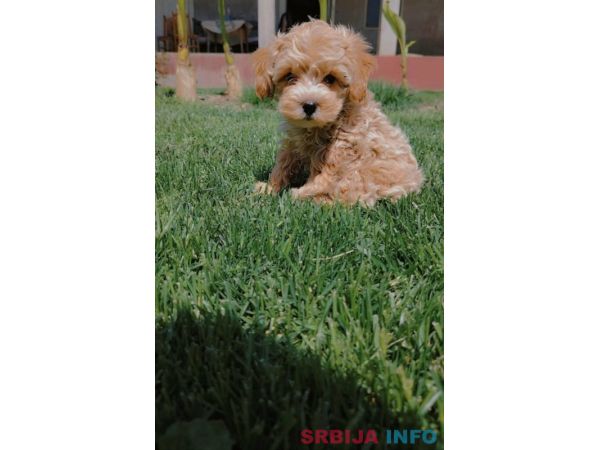 Maltipoo &scaron;tenci
