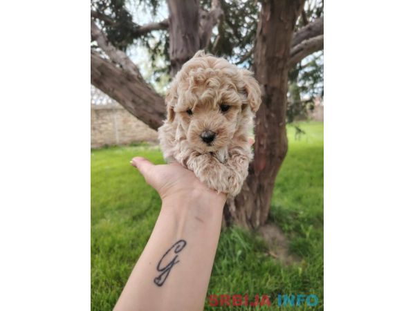 Maltipoo &scaron;tenci