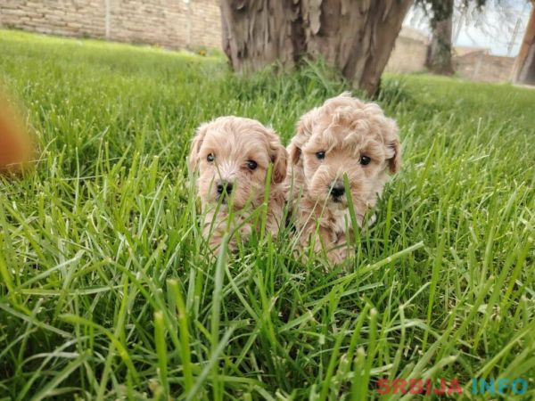 Maltipoo &scaron;tenci