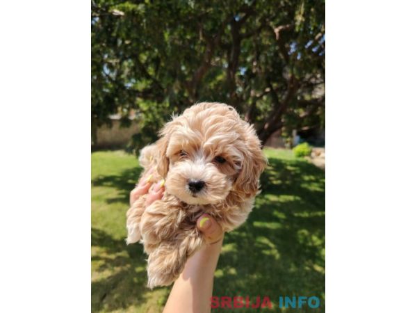 Maltipoo &scaron;tenci