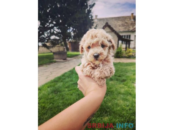 Maltipoo &scaron;tenci