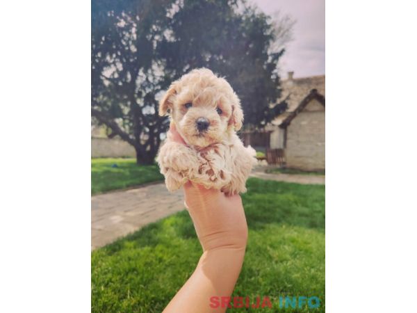 Maltipoo &scaron;tenci