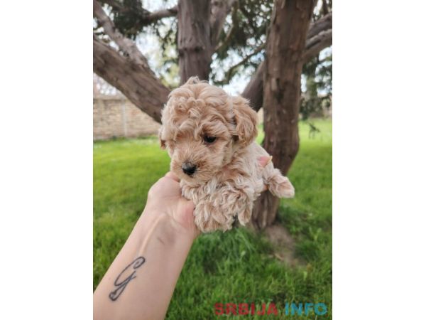 Maltipoo &scaron;tenci