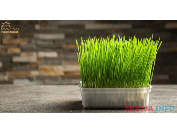 Barley Grass &ndash; Kesice