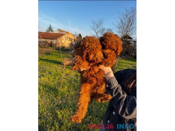 Mini pudle crvene boje