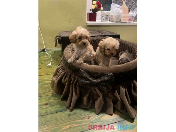 Toy pudle ekstra malog rasta