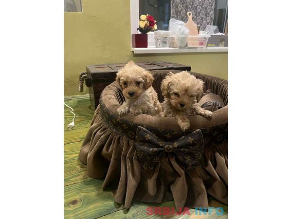 Toy pudle ekstra malog rasta