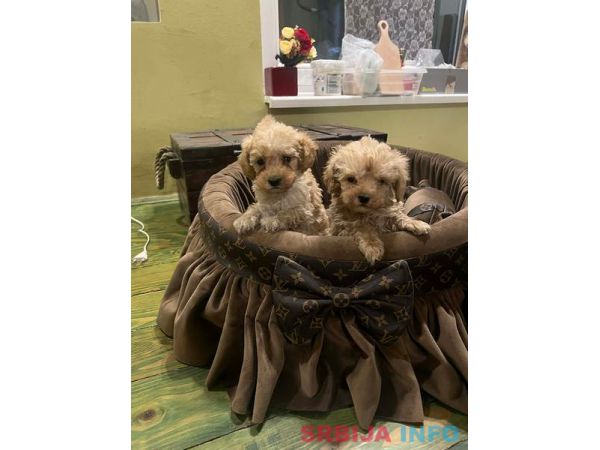 Toy pudle ekstra malog rasta