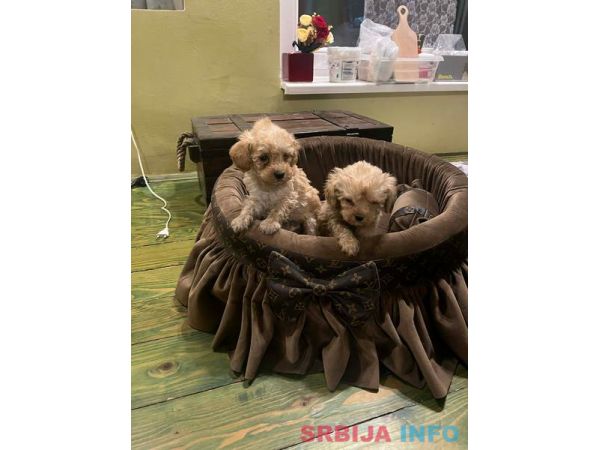 Toy pudle ekstra malog rasta