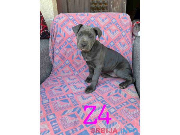 Pitbul Blue Nose stenci 