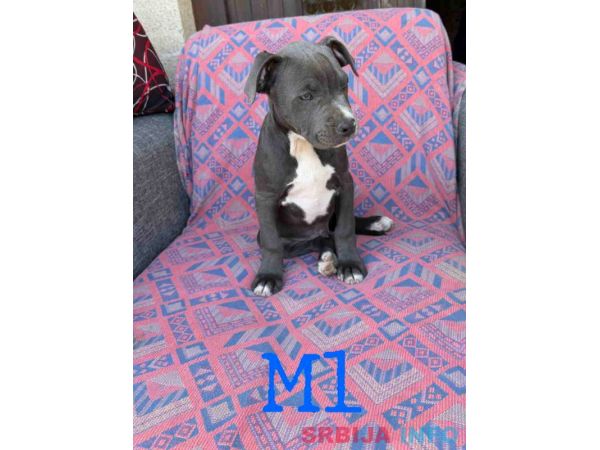 Pitbul Blue Nose stenci 