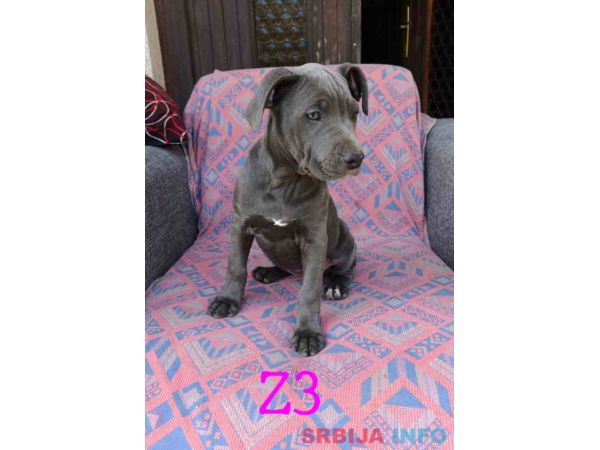 Pitbul Blue Nose stenci 