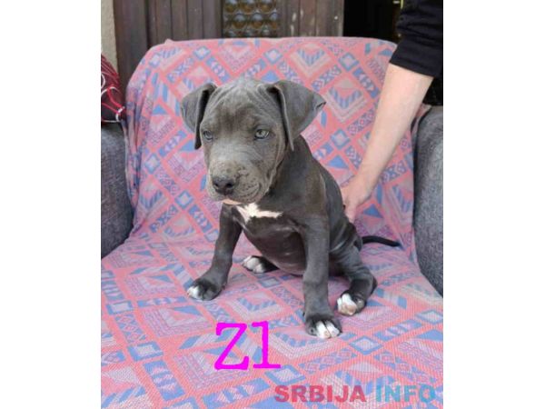 Pitbul Blue Nose stenci 