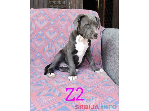 Pitbul Blue Nose stenci 