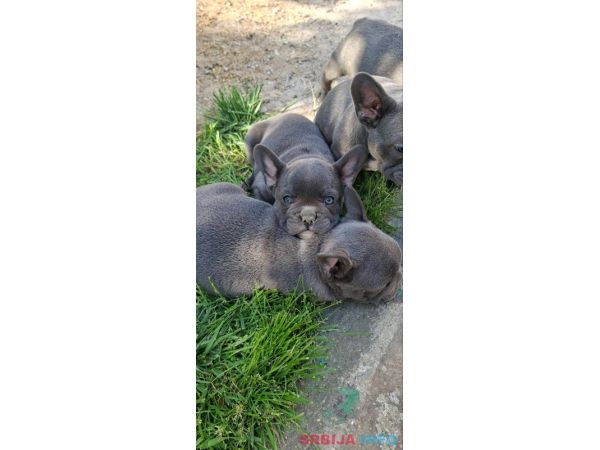 Francuski Buldog sky blue &scaron;tenci