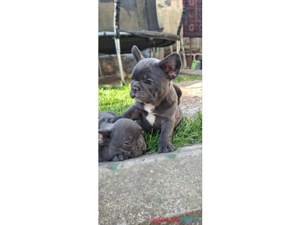 Francuski Buldog sky blue &scaron;tenci