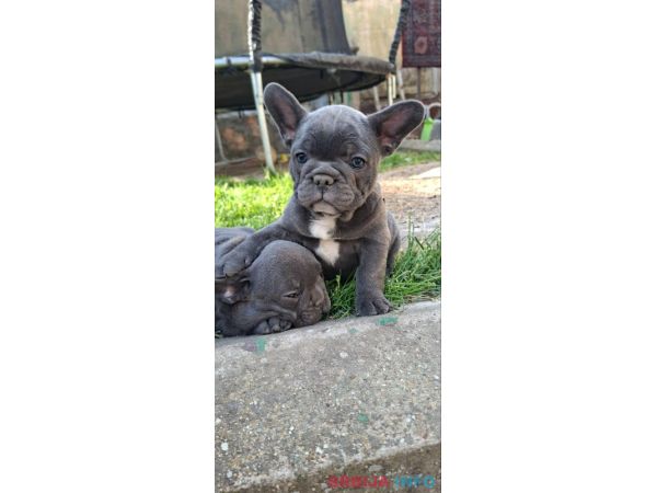 Francuski Buldog sky blue &scaron;tenci