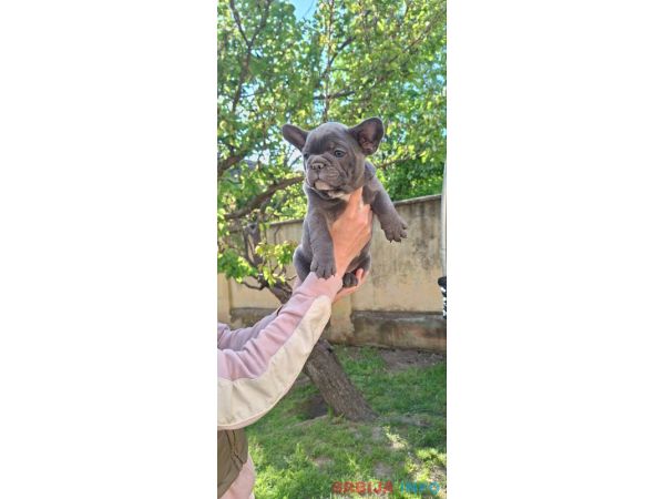 Francuski Buldog sky blue &scaron;tenci