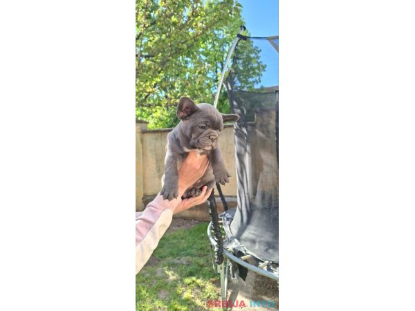 Francuski Buldog sky blue &scaron;tenci