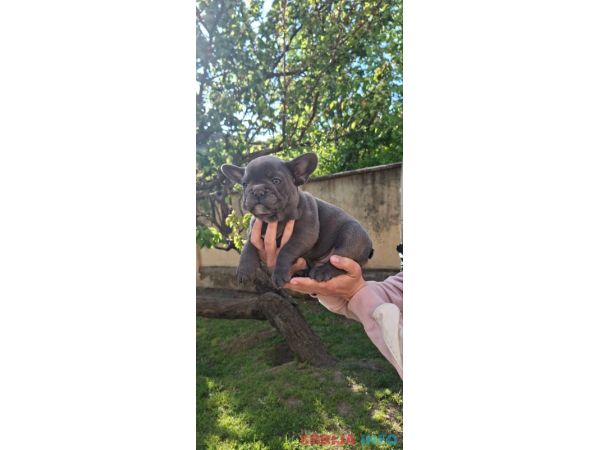 Francuski Buldog sky blue &scaron;tenci