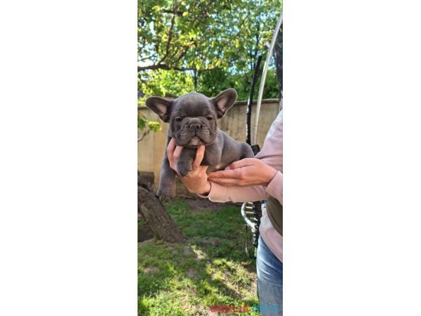 Francuski Buldog sky blue &scaron;tenci