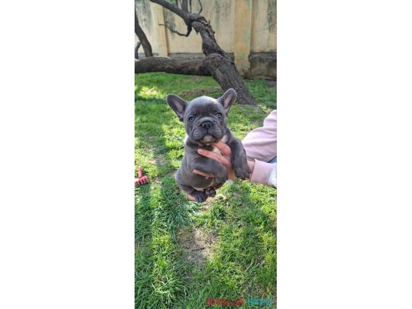 Francuski Buldog sky blue &scaron;tenci