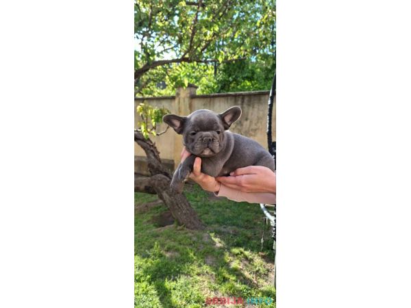 Francuski Buldog sky blue &scaron;tenci