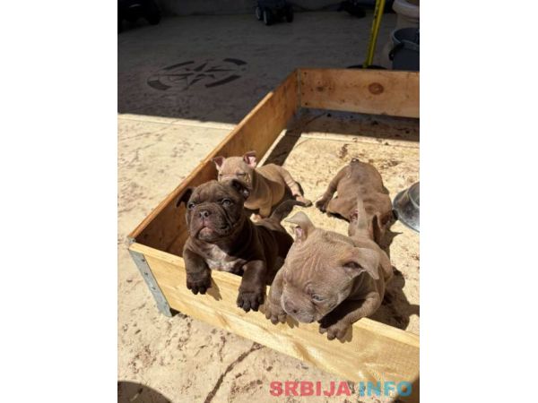 American bully exzotik-mikro štenci