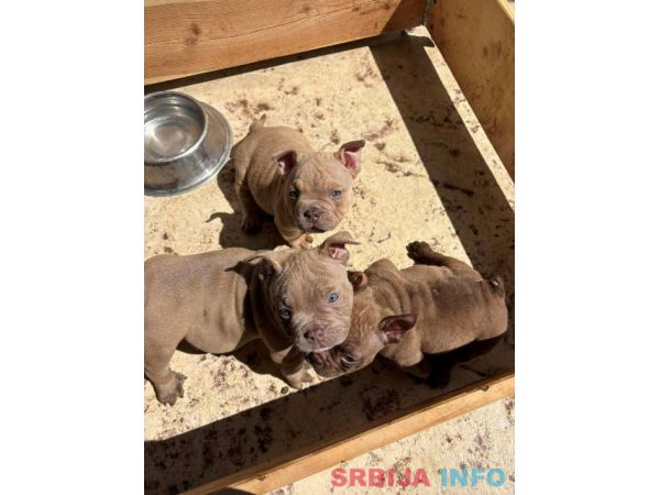 American bully exzotik-mikro &scaron;tenci