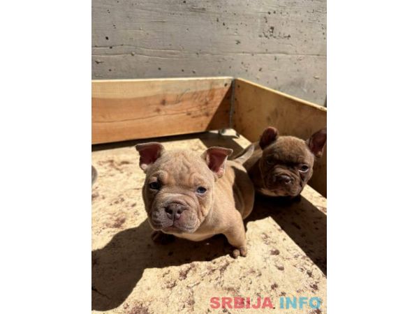 American bully exzotik-mikro &scaron;tenci