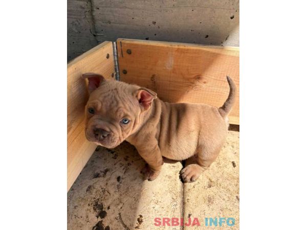 American bully exzotik-mikro &scaron;tenci