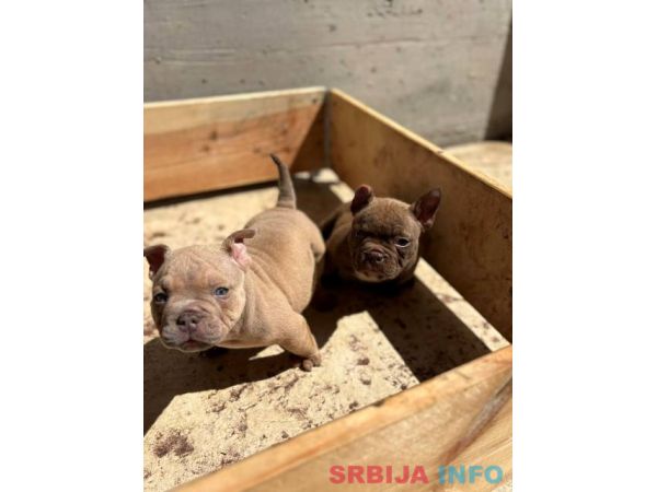American bully exzotik-mikro &scaron;tenci
