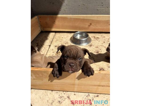 American bully exzotik-mikro &scaron;tenci