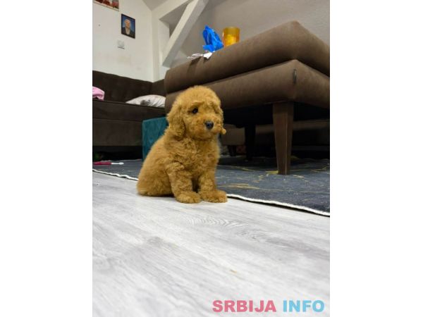 U ponudi musko &scaron;tene pudle 