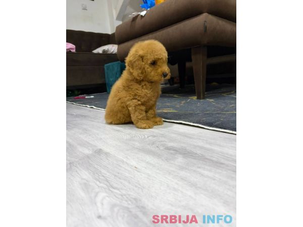 U ponudi musko &scaron;tene pudle 