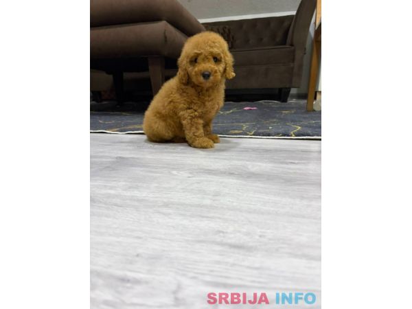 U ponudi musko &scaron;tene pudle 