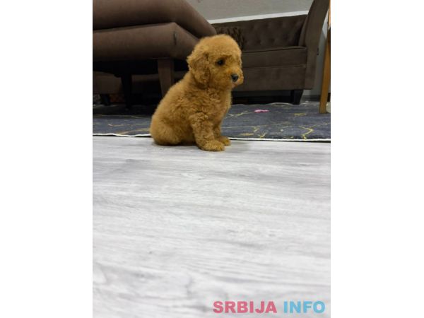 U ponudi musko &scaron;tene pudle 