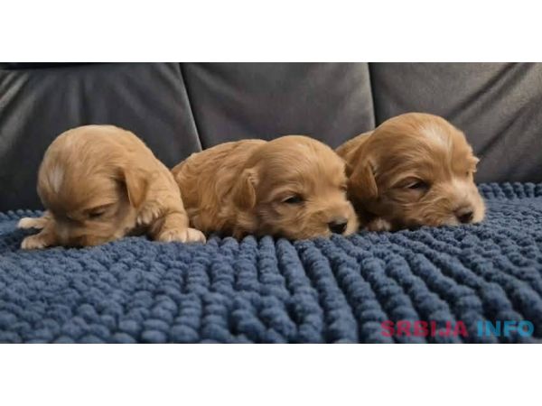 Maltipoo &scaron;tenci 
