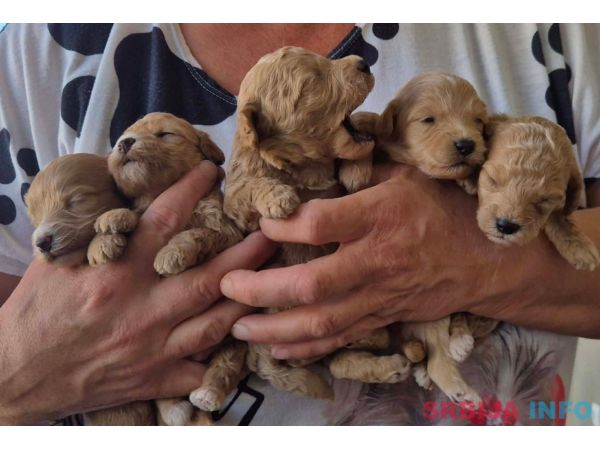 Maltipoo &scaron;tenci 