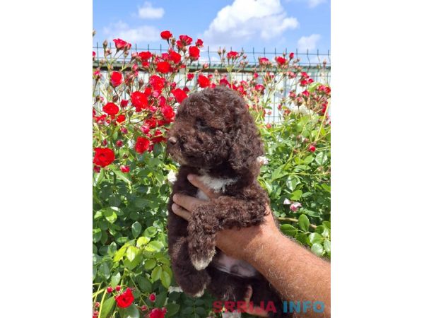 Lagoto Romanjolo (Lagotto Romagnolo)