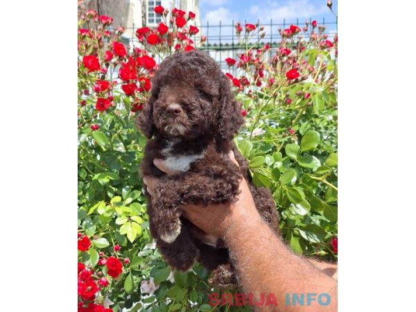 Lagoto Romanjolo (Lagotto Romagnolo)