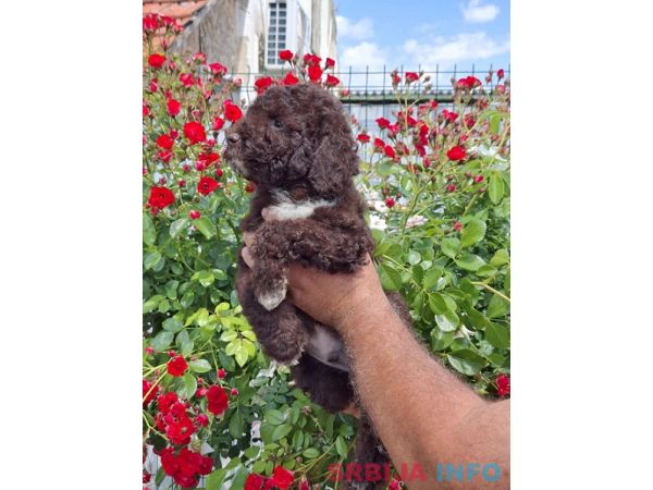Lagoto Romanjolo (Lagotto Romagnolo)