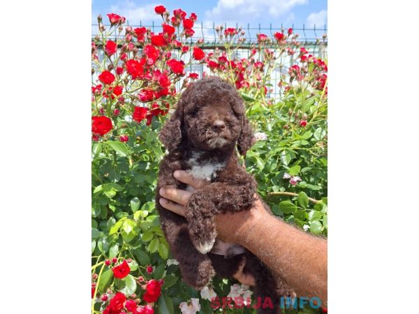 Lagoto Romanjolo (Lagotto Romagnolo)