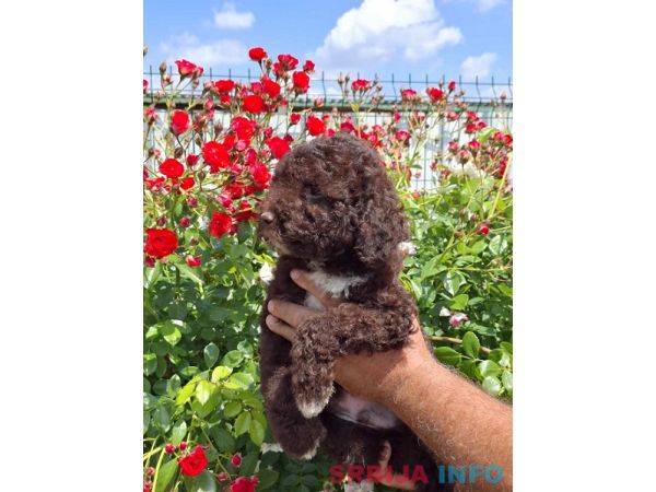 Lagoto Romanjolo (Lagotto Romagnolo)