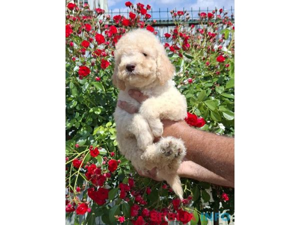 Lagoto Romanjolo (Lagotto Romagnolo)