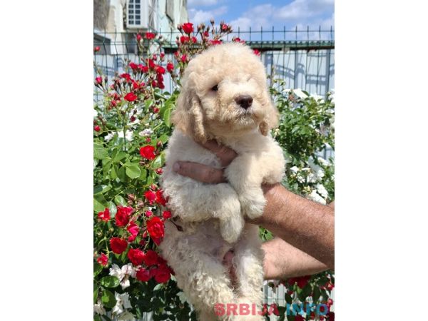 Lagoto Romanjolo (Lagotto Romagnolo)