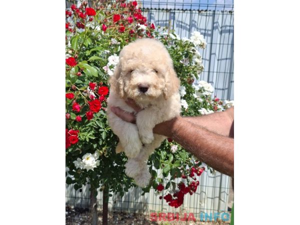 Lagoto Romanjolo (Lagotto Romagnolo)