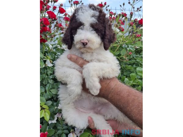 Lagoto Romanjolo (Lagotto Romagnolo)